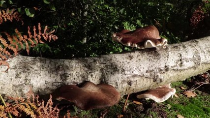 Mushrooms, Fungi, Birch Polypore, Shell Shape Growing On Fallen Tree Trunk Autumn Season