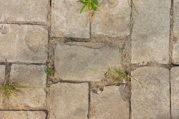 Pavement made of bricks with plants. Top view. Close-up