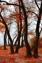 Autumn trees in the morning foggy public park.