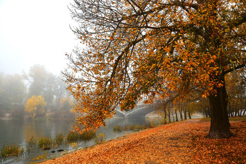 Autumn promenade on a foggy morning.