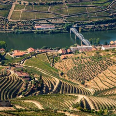 View of the vineyards and the Douro River at Pinhao, Portugal.