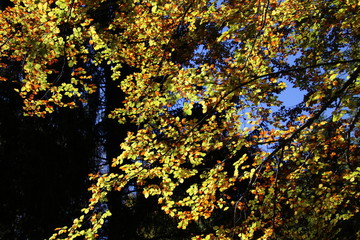 Feuilles aux couleurs d’automne