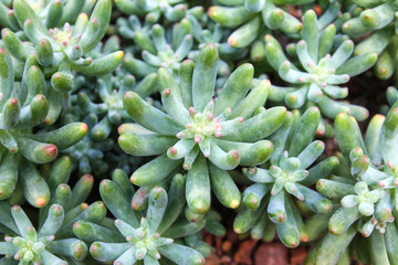 Sedum Pachyphyllum Cactus in Tropical Botanical Garden, Thailand.