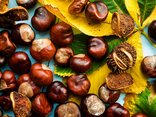 Horse chestnut conkers