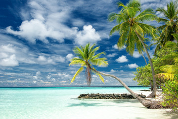 Fototapeta na wymiar tropical paradise beach