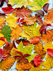 Autumn colorful leaves