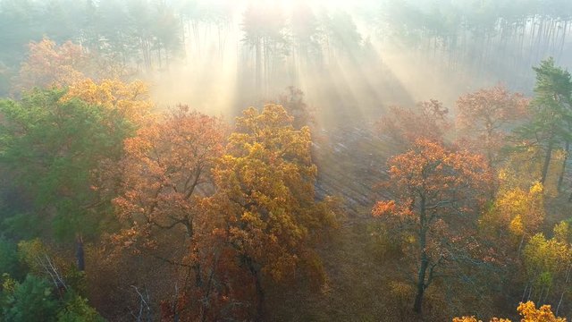Aerial flight over mist forest autumn trees. Color trees and sunbeams breaking through the branches. Beautiful autumn sunrise travel concept