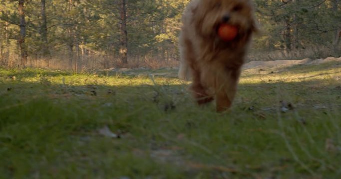 Poodle dogs play with a ball in the forest.