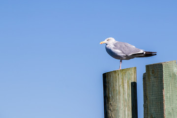 Obraz premium Seagull on a post
