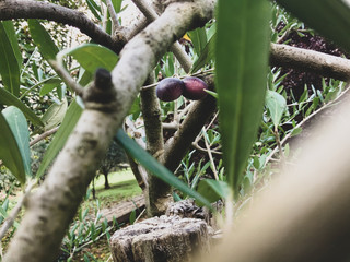 Wild Olives on the Branch