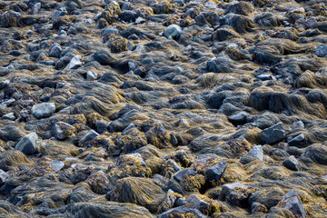seaweed on the rocky shore