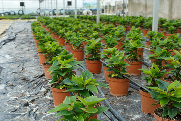 Seedlings of euphorbia pulcherrima  growing in pots in sunny greenhouse