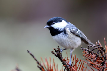 Coal tit is a small bird that lives in the woods