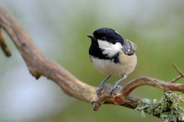 Obraz premium Coal tit is a small bird that lives in the woods
