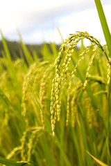 Fototapeta na wymiar Rice field in Chiang Mai ,Thailand.