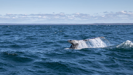 Fototapeta premium Whale tails on the Whale watching tour on the Bay of Fundy off Brier Island, Nova Scotia