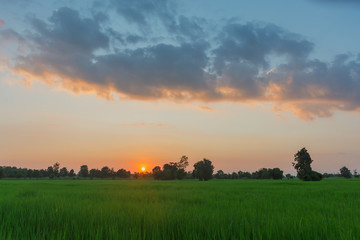 sunset over green field