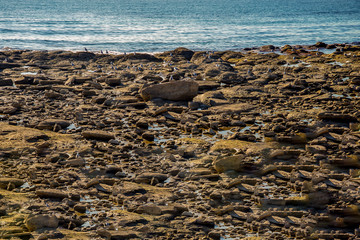 Берег каспия с птицами