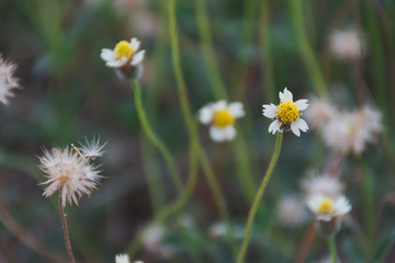 daisies in the field