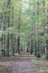 autumn forest road with birches