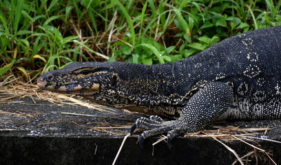 Large monitor lizard in a Malaysian park