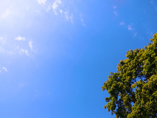 Fototapeta premium photo of a blue sky in the summer and green treetops