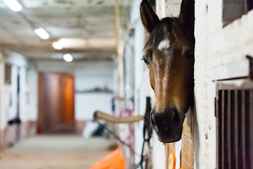 Old little stable, ginger horse peeping out of the stall, portrait