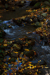 Forest stream surrounded with colorful autumn leaves, dark and mysterious