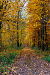 walking path in the autumn forest