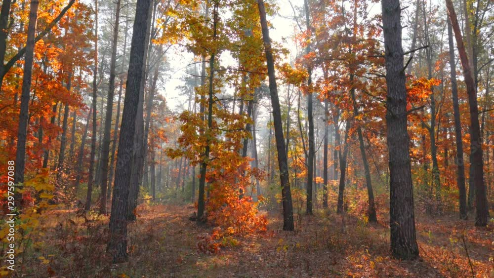Poster autumn nature concept. camera moving through the autumn trees in morning mist forest. sun breaking t
