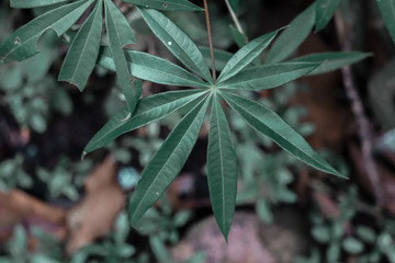 Obraz premium leaf of tree