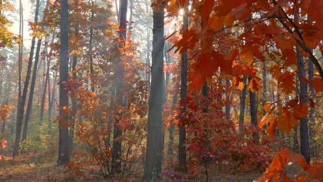 Autumn in the park. Red and orange autum trees at golden hour sunset. Gimbal shot