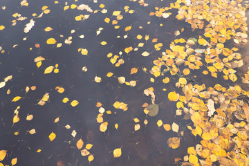 Autumn time. Fallen yellow leaves lie on a dark surface of the water. At the right edge of the photo near the shore - a large number of leaves. Background. Texture.