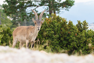 Spanish Ibex (Capra pyrenaica) in nature, natural park els ports