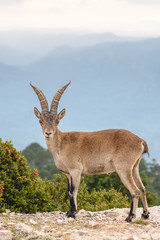 Spanish Ibex (Capra pyrenaica) in nature, natural park els ports