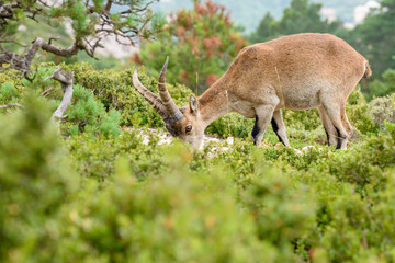 Spanish Ibex (Capra pyrenaica) in nature, natural park els ports
