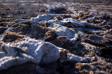 Empty shell in the sand. Dry, no water. Climate change concept