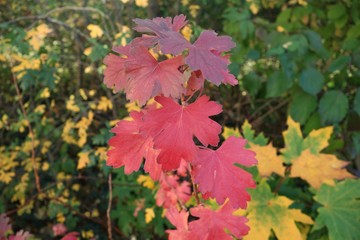 Naklejka na ściany i meble Closue up of bright red shining leafs of the golden currant bush in a sunny autumn scenery