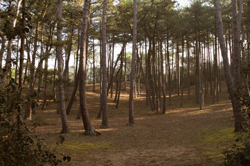 Forêt de pin