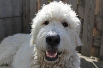 Weisser Hund
