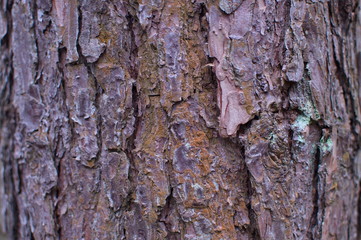 bark of a tree кора дерева