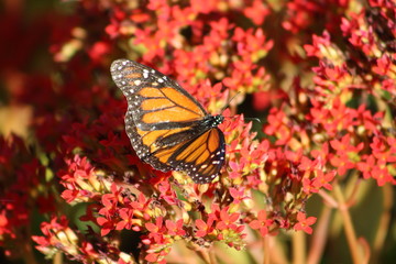 butterfly on flower