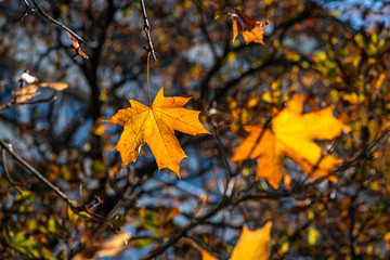 Nice yellow orange red leaves  nature background abstract macro close up autumn