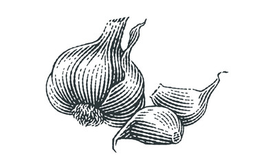 Garlic composition. Hand drawn engraving style illustrations.