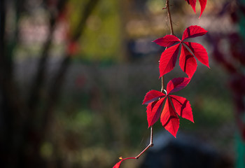 Nice red wild grape leaves autumn colors collection nature macro background