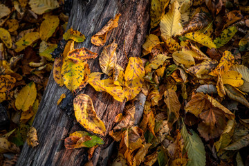 Nice yellow orange red leaves  nature background abstract macro close up autumn