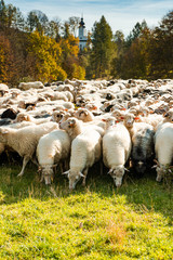 Many Sheeps in Herd Grazing on Pasture at Sunny Autumn Day