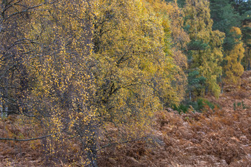 Fototapeta premium Autumn Birch tree, Betula with the orange/yellow of fall of trunk/branch and backdrop within pine forest in Scotland.