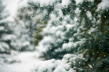 Beautiful winter landscape with snow covered trees