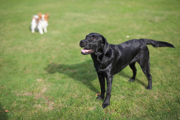 Labrador und Dalmatiner spielen